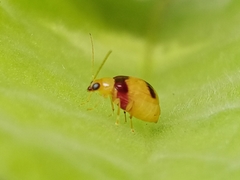 Monolepta bifasciata