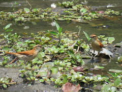 Furnarius figulus figulus