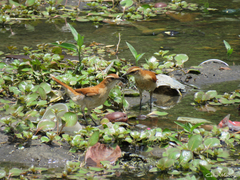 Furnarius figulus figulus