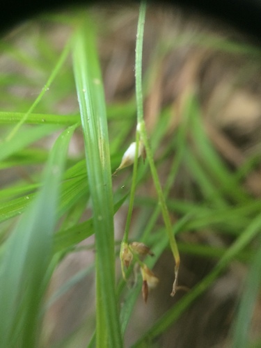 Image of Carex novae by no rights reserved
