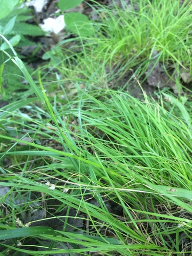 Image of Carex novae by no rights reserved