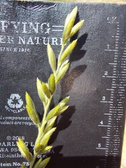 Schmidtia pappophoroides