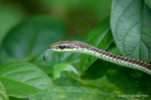 Photo of a Common Bronzeback (Dendrelaphis schokari)