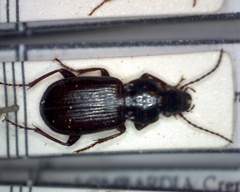 Pterostichus anthracinus