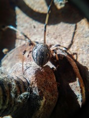 Latrodectus geometricus