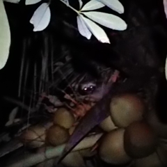 Paradoxurus musangus javanicus