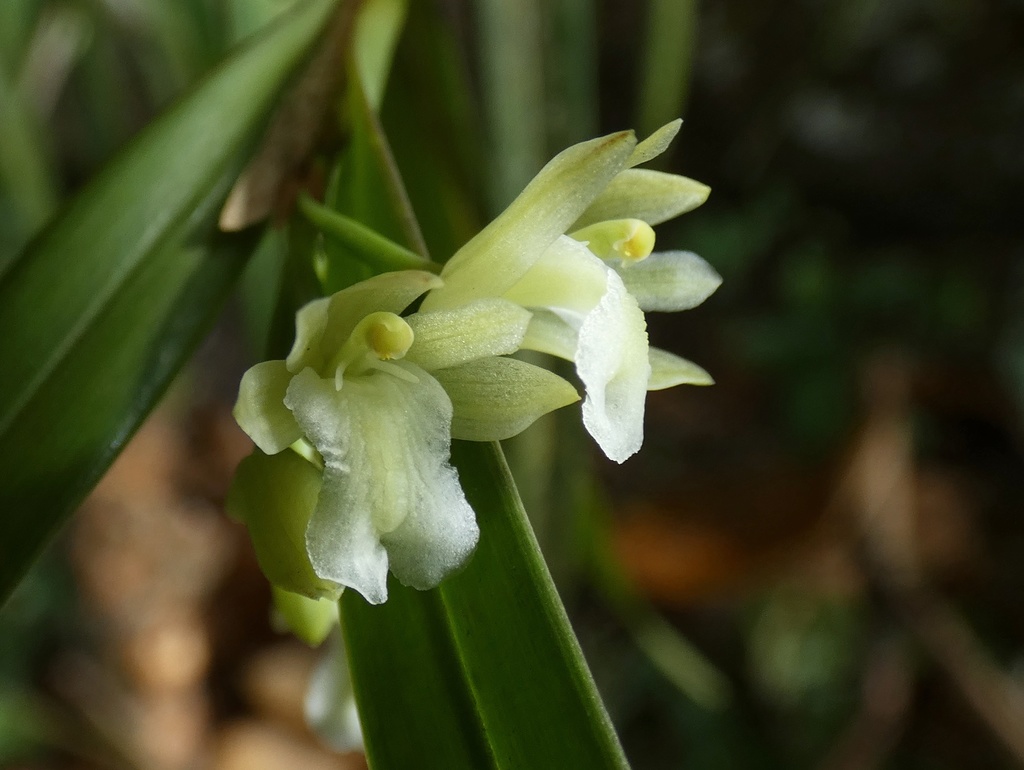 Scaphyglottis tenella