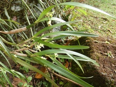 Scaphyglottis tenella