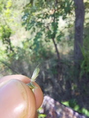 Schmidtia pappophoroides