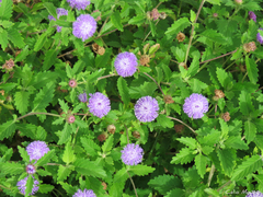 Centratherum punctatum