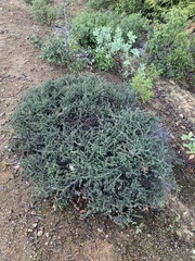 Ceanothus foliosus