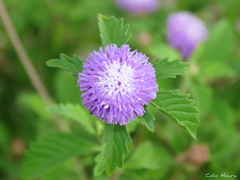 Centratherum punctatum