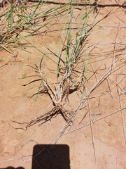Schmidtia pappophoroides