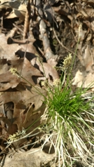 Carex bromoides