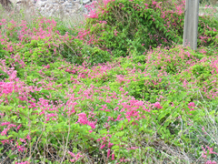 Antigonon leptopus