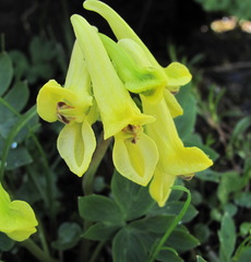 Corydalis portenieri