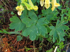 Corydalis portenieri