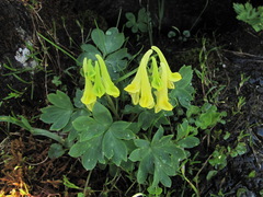 Corydalis portenieri
