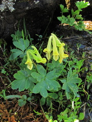 Corydalis portenieri