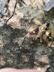 Lophostethus dumolinii