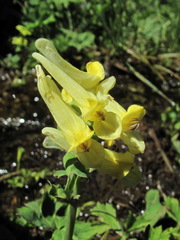 Corydalis portenieri