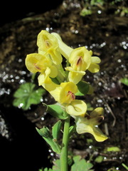 Corydalis portenieri