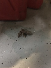 Abantiades hydrographus