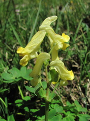 Corydalis portenieri