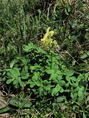 Corydalis portenieri