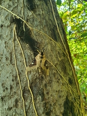 Lophostethus dumolinii