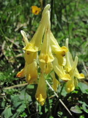 Corydalis portenieri