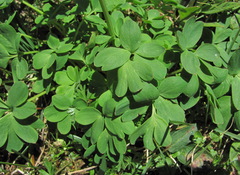 Corydalis portenieri