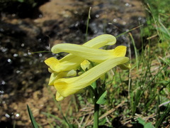Corydalis portenieri