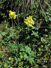 Corydalis portenieri