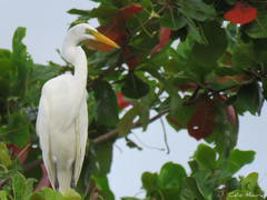 Ardea alba