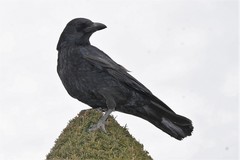 Corvus corone