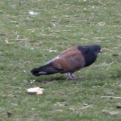 Columba livia domestica
