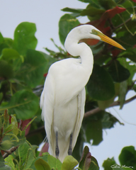 Ardea alba
