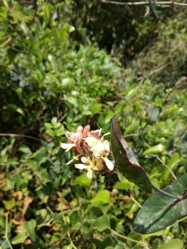 Mediterranean Honeysuckle