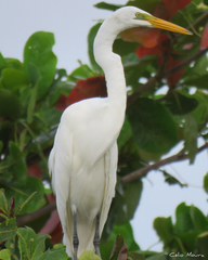 Ardea alba