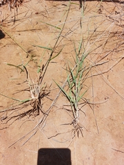 Schmidtia pappophoroides