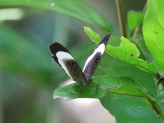 Mesosemia latizonata