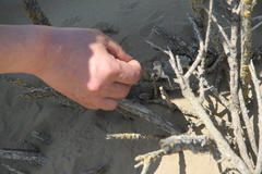 Phrynocephalus guttatus