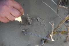 Phrynocephalus guttatus