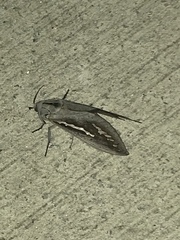 Abantiades hydrographus