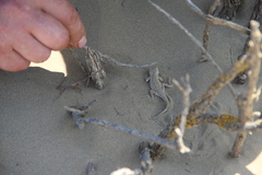 Phrynocephalus guttatus