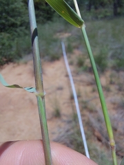 Schmidtia pappophoroides