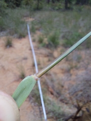 Schmidtia pappophoroides