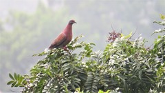 Patagioenas cayennensis