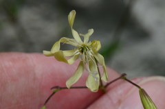 Silene manissadjianii